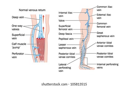 Drawing Of The Veins Of The Leg And The Calf Muscle Pump