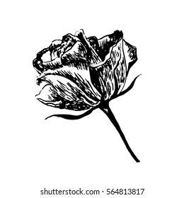 drawing vintage flower sketch of rose hand drawn vector illustration