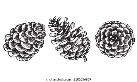 drawing in vintage style, christmas set of fir cones. sketch, retro style.