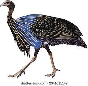 drawing weirdest birds, rare birds collection, art .illustration, vector