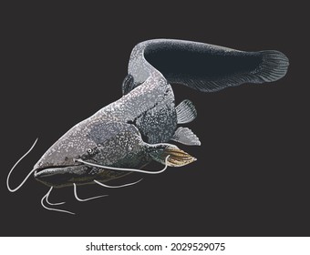 drawing wels catfish,river monster fish, art.illstration, vecyor