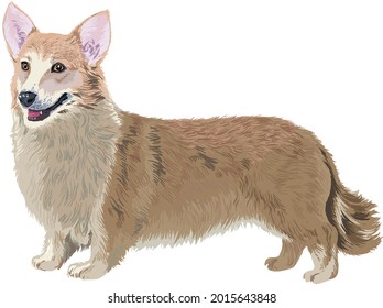Zeichnen von weißem Korgi, Kunst, Illustration, lustiger Hund, Vektorgrafik