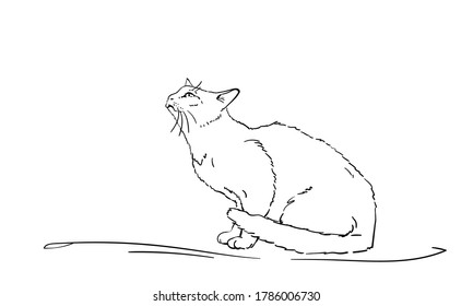 Drawing of white cat sitting and looking up, side view. Hand drawn illustration Vector sketch