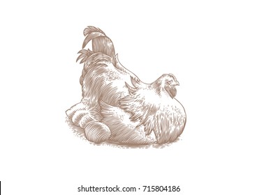 Drawing Of White Chicken Hen Sitting On Eggs