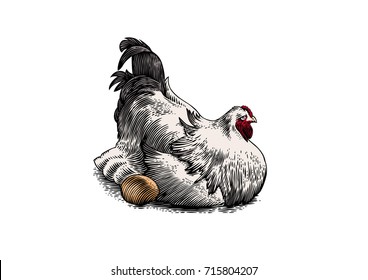 Drawing of white chicken hen sitting on eggs