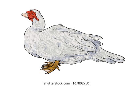 The drawing of white duck from side view.