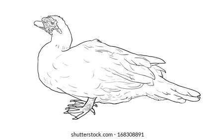 The drawing of white duck from side view.