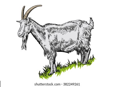 Drawing of white horned goat on the hillside covered with green grass