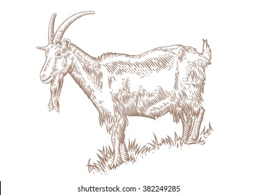 Drawing of white horned goat on the hillside covered with green grass