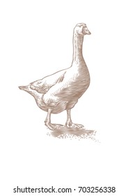 Drawing of white live goose on the white