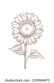 Drawing of whole isolated sunflower on the white