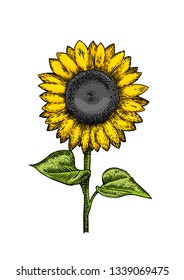 Drawing of whole isolated sunflower on the white