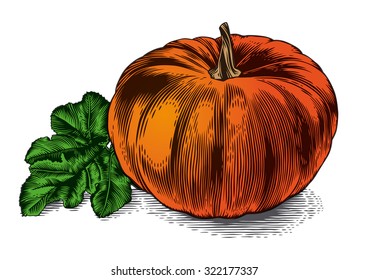 Drawing of whole pumpkin with leaf on the white background