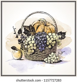 Drawing of wicker basket with grappes, pumpkin and apple. Hand drawn colorful illustration .
