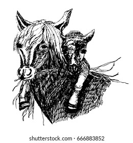 Drawing of a wild horse with a foal on the neck ,sketch ink hand-drawn vector illustration