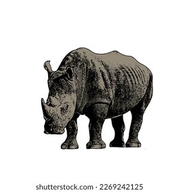 drawing wild rhinoceros vector with color, Engraved hand drawn line art Vintage old monochrome sketch