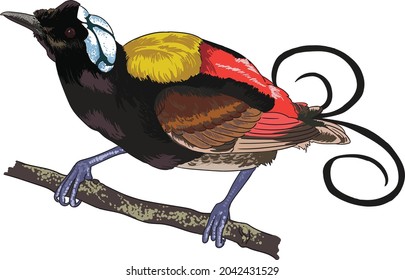 drawing wilson paradise, rare birds collection, art.illustration, vector