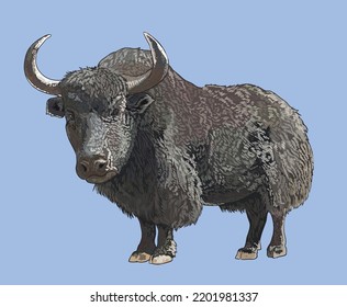 Drawing Yak Mountain Cow, Stronggers, Rare Art.illustration, Vector