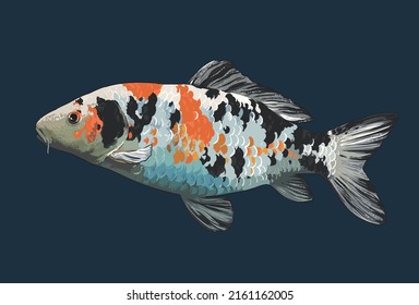 Drawing yamato nisiki koi, large, art.illustration, vector