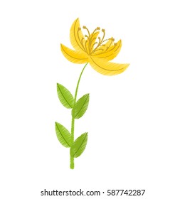 Drawing Yellow Lily Flower Natural Vector Illustration Eps 10