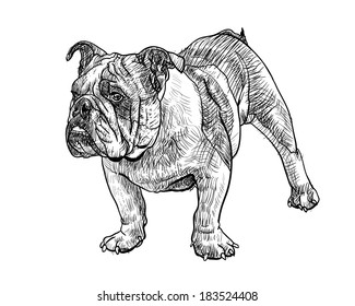 Drawing Of Young Bulldog