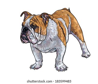 Drawing of young bulldog