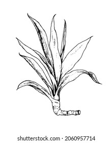 drawing yucca. Hand-drawn sketch-style house plant with Long narrow leaves ficus Isolated black outline on White for Design template. Sketch yucca plant in line art style on black. 
