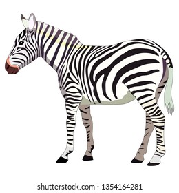 drawing of a zebra, isolate on a white background