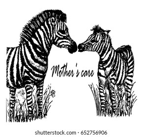 Drawing of a zebra mom with a toddler in grass, sketch ink hand-drawn vector illustration