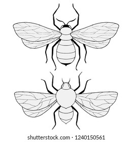 drawings of bees in black and white