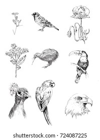 drawings of birds and plants