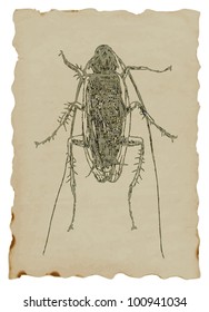 Drawings own hand : Cockroach