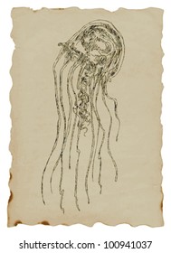 Drawings own hand : medusa, jelly-fish