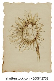 Drawings own hand : Sunflower