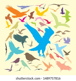 drawings of various kinds of birds in the world