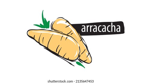 Drawn arracacha isolated on a white background