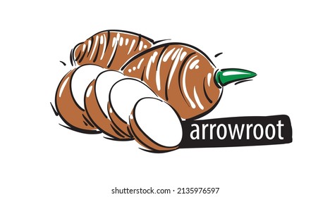 Drawn arrowroot isolated on a white background