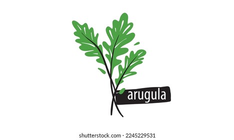 Drawn arugula isolated on a white background