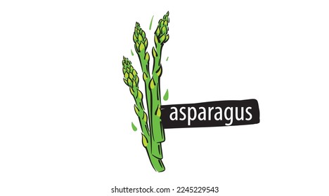 Drawn asparagus isolated on a white background