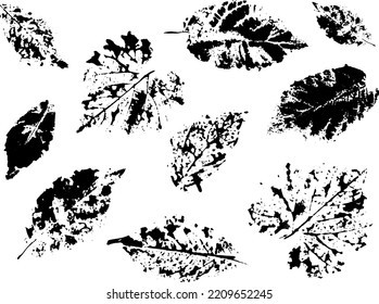 Drawn autumn leaves. Texture. Leaf imprint. Silhouette. Autumn. October. Set of elements for decor. Autumn holidays. Wood. Maple. Oak.