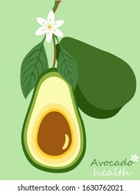drawn avocado health vector graphics