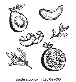 drawn avocado pomegranate Orange peel set, fruit illustration,juice packaging design