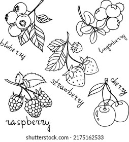 Drawn berries by hand. Vector. A set of berries drawn in ink. Sketching summer berries. Strawberry. Blueberry. Cherry. Summer. Jam. Logo. Berry.