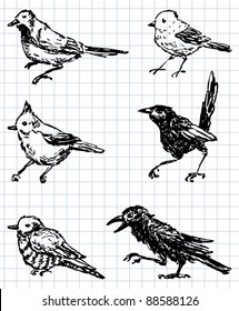 drawn birds