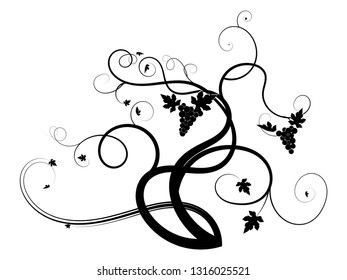 drawn black vine grape weaving on a white background