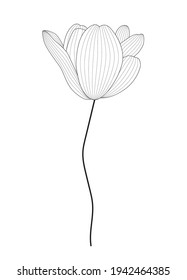Drawn black and white tulip by contour line. Vector Illustration. EPS10
