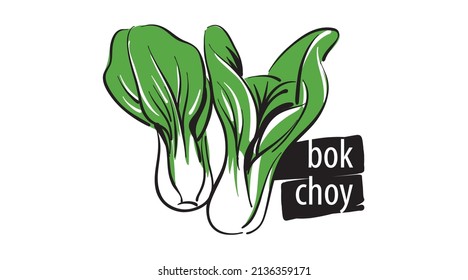 Drawn bok choy isolated on a white background