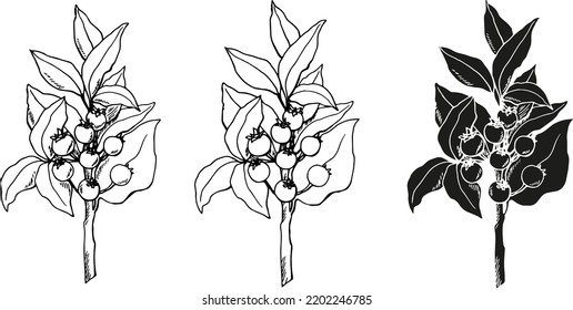 Drawn branch of berries. Autumn. Branch silhouette with leaves and berries. Kit. Elements for decor. October. Sketch.