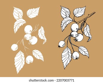 Drawn branch with berries. Elements for creating decor, pattern. Autumn branch. Forest. Decor set. Elements for postcards.
