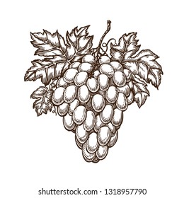 Drawn branch of grapes with leaves. Vineyard, winery, wine sketch. Vintage vector illustration